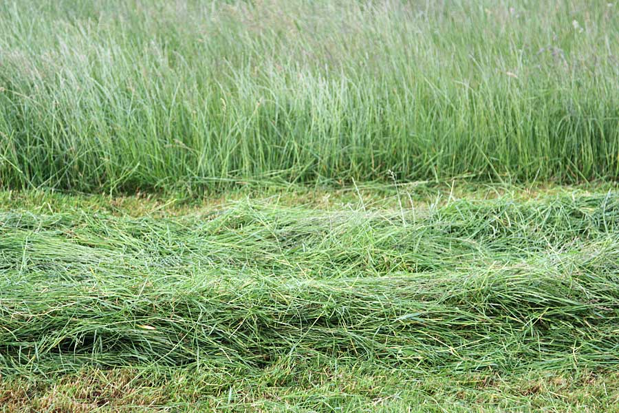 Das Gras darf nicht zu lange anwelken, © ballensilage.com