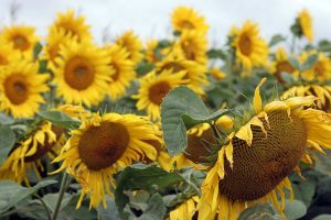 Sonnenblumen, © ballensilage.com