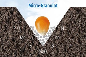 Alle Mikronährstoffe liegen direkt am Saatkorn und können direkt von den Feinwurzeln aufgenommen werden, © agaSAAT