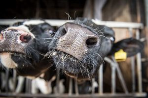 Färsen (zuchtreife weibliche Rinder) auf dem Milchviehbetrieb von Hartmut Seetzen in Varel (Kreis Friesland): Die heimische Milchwirtschaft sieht sich für einen verbesserten Klimaschutz gut gerüstet, © Wolfgang Ehrecke