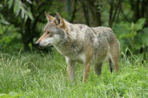 Wolf, © Rainer Schmidt / Panthermedia